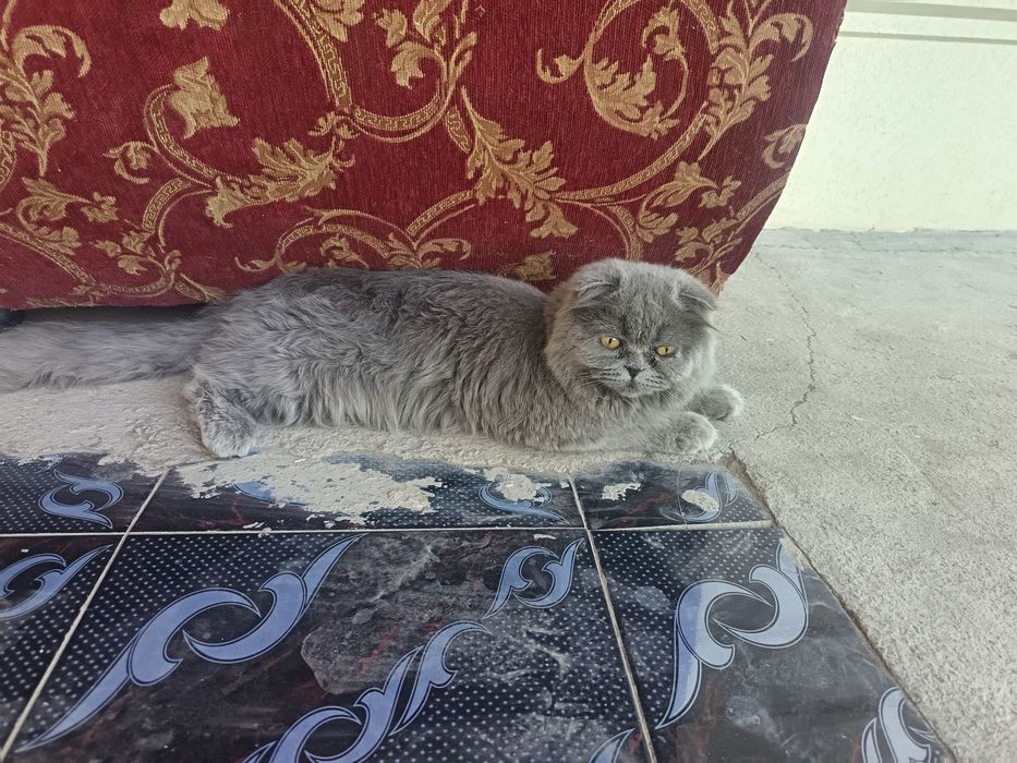 Zotli mushuk sotiladi