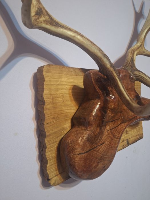 Sculptura Cerb Unicat - Sculptura manuala în stejar pe placa de frasin masiv ( coarne de 50 cm)