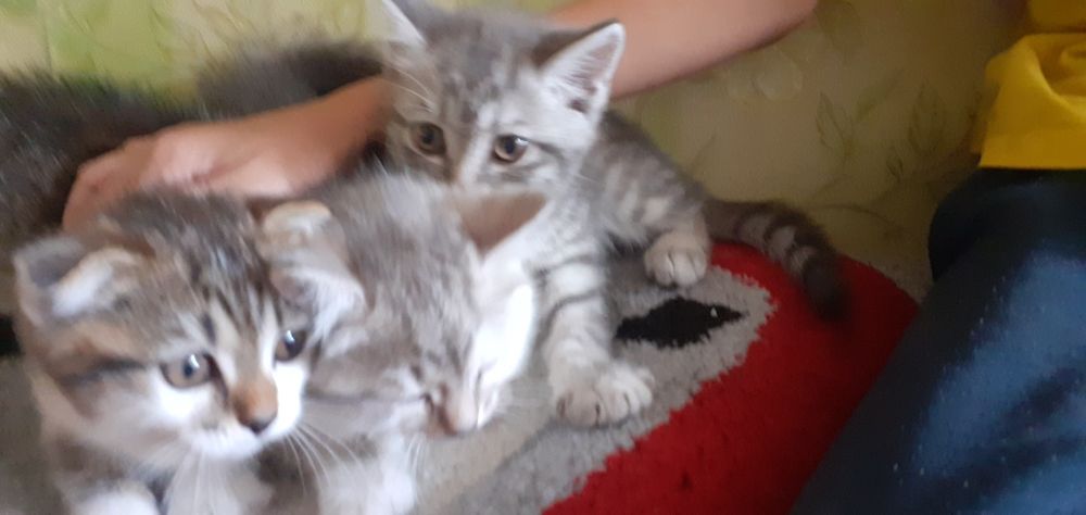 Котята девочки отдам в жобрые руки