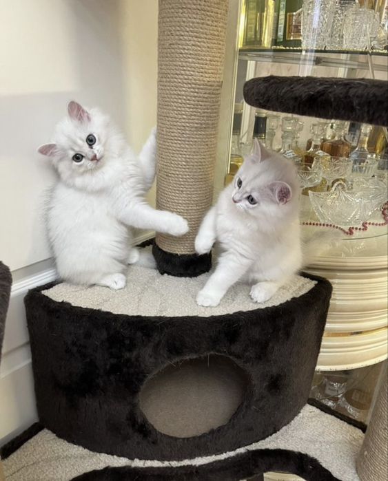 ВЯЗКА британский кот Серебристая Шиншила vyazka mushuk nasil olishga