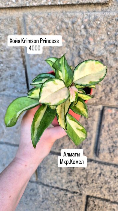 Комнатные растения