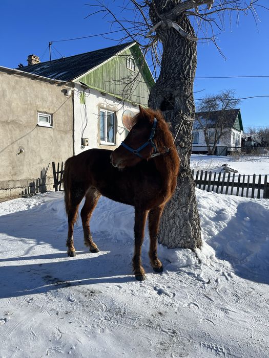 Айғыр сатылады жабы