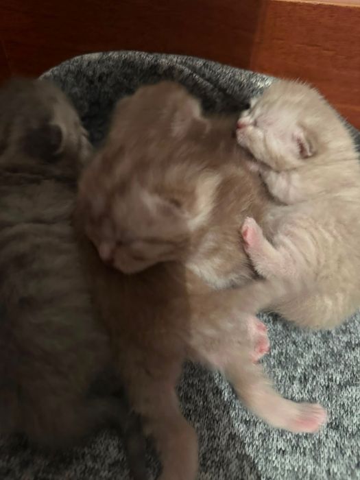 Продам котят шотланцев вислоухие