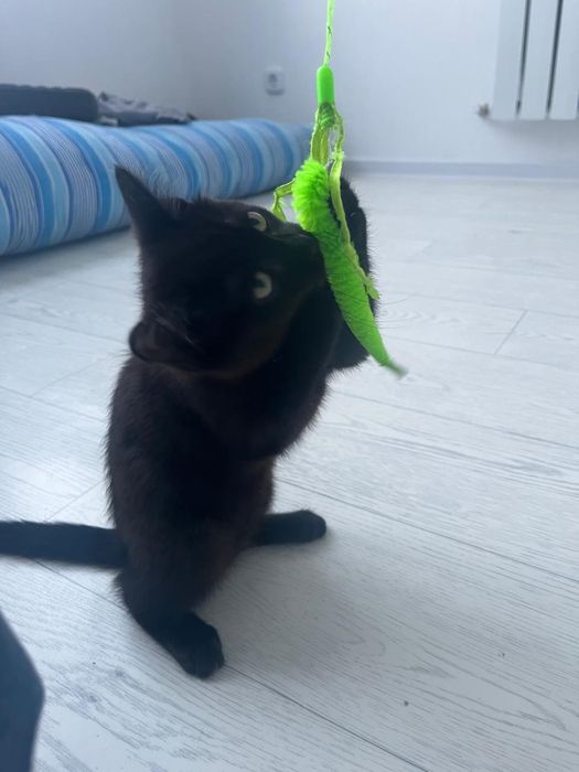 Отдам даром котенка