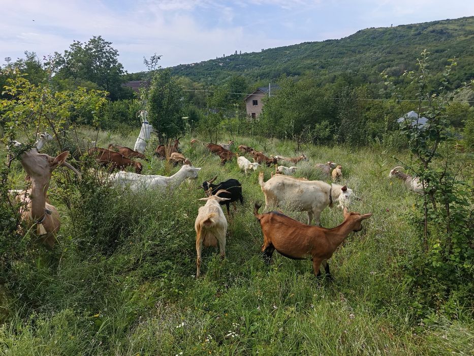 Capre  cu  lapte