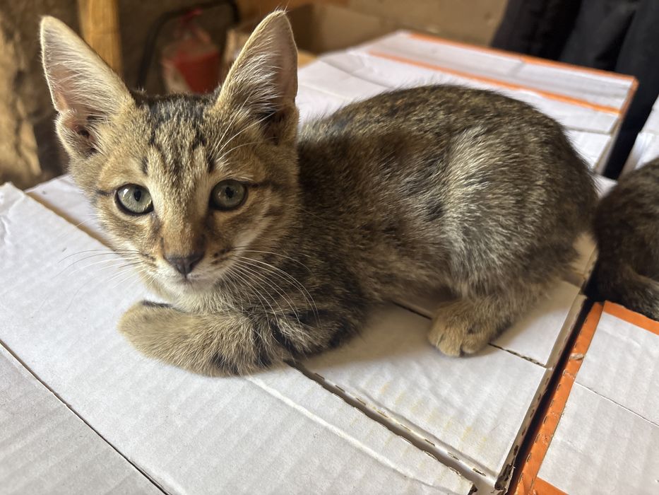 Котята домашние не дикие