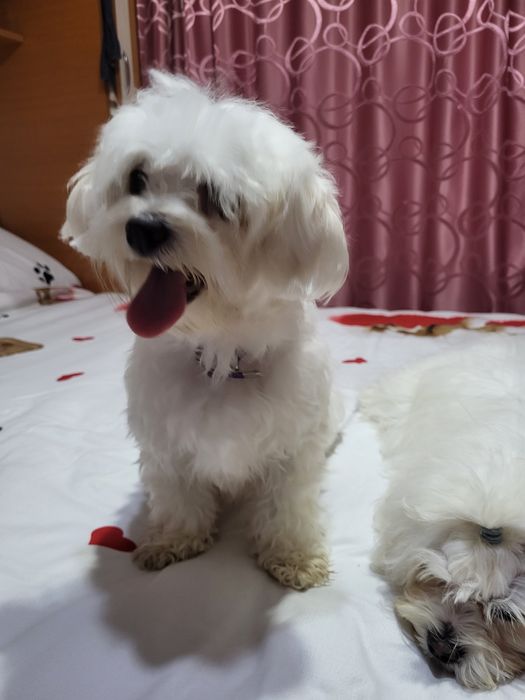 Vând bichoni maltezi