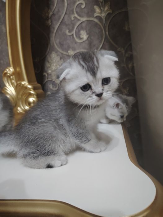 серебристая шиншилла 45 кунлик тоза зот