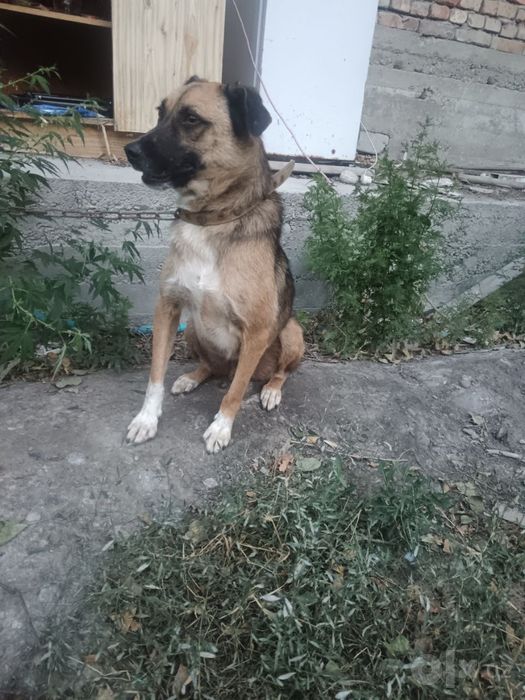 Собака для службы.