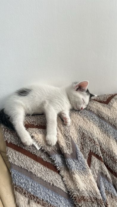 Отдам котят в добрые руки!