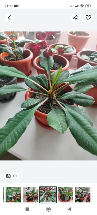 Комнатные цветы  , растения