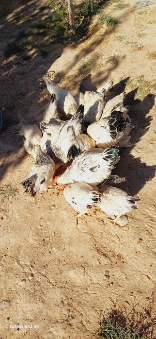 Тауықтар сатылады срочна