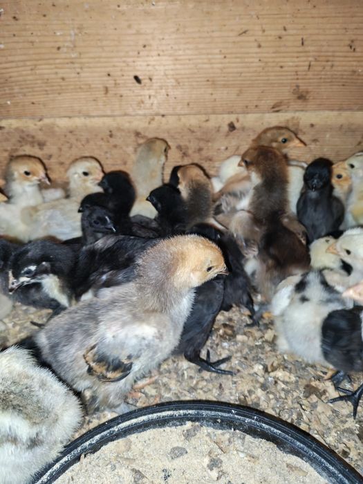 Pui Marans și Ayam Cemani