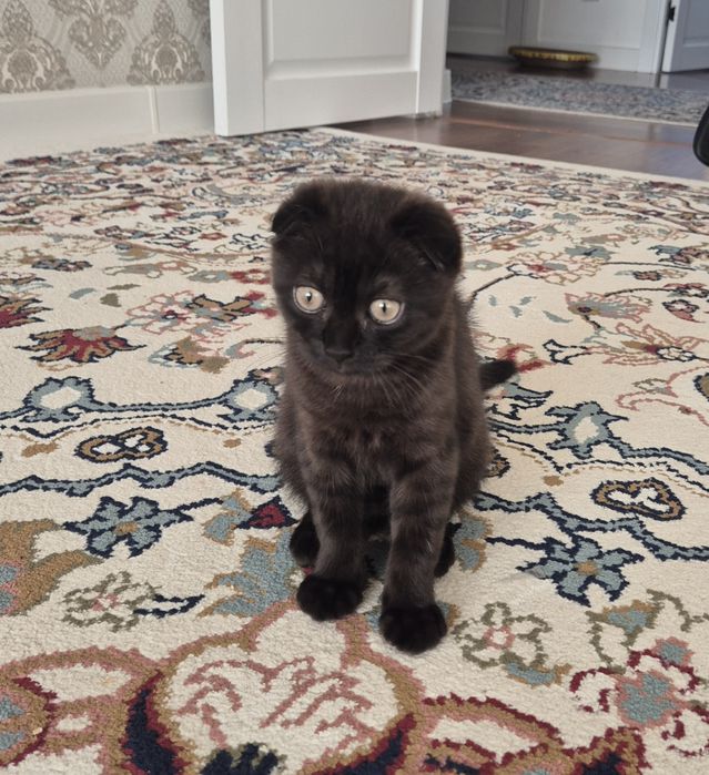 Продам котика шотландец вислоухии