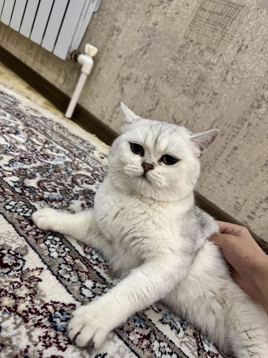 ВЯЗКА ! кот честокровный серебристый шиншилла