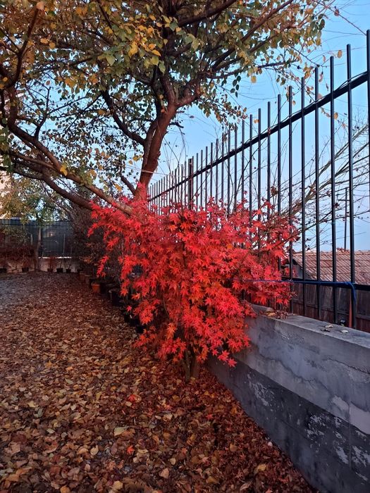Artar Japonez (Acer Palmatum) la ghiveci, 100-200cm