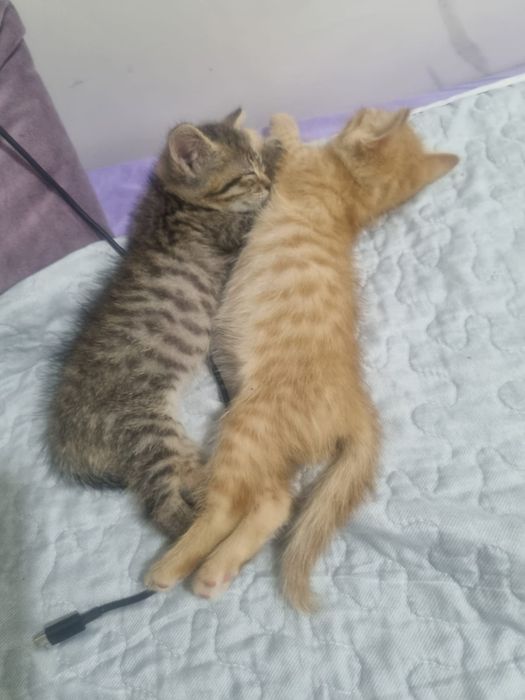 Отдам домашних котят