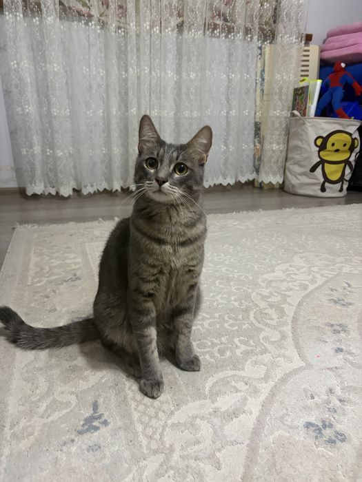 Отдам кота котенка