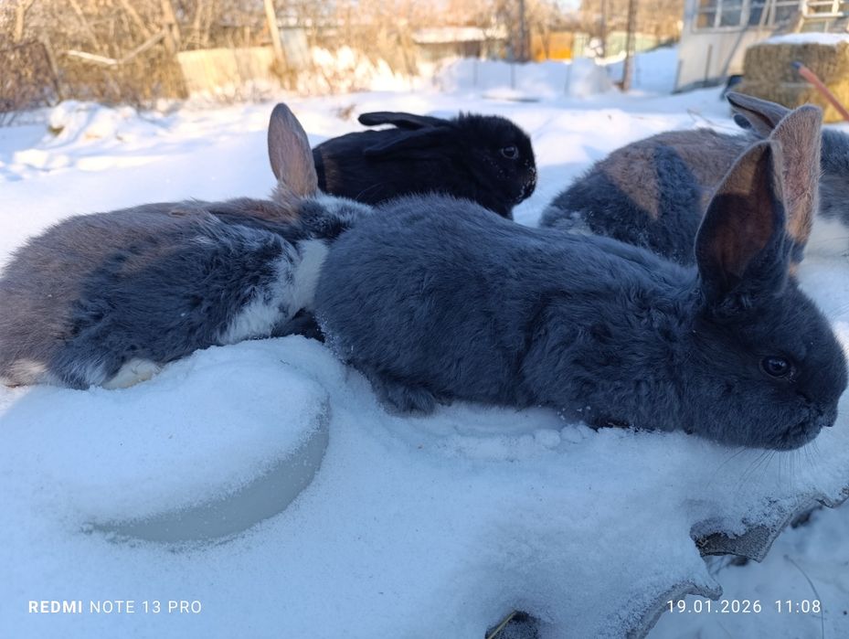 Кролики баран+ строкач