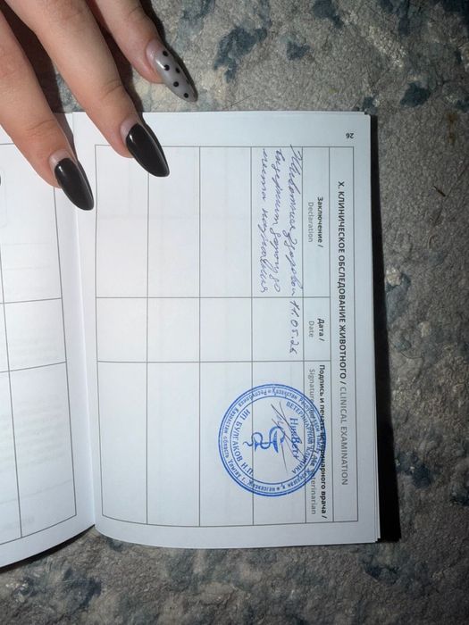 Продам кролика мини-лоп