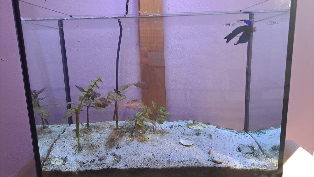 Acvariu 32 cm lungime  x 24 cm înălțime plus stand plus sistem il