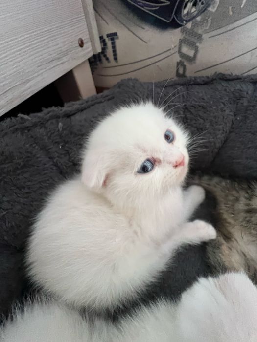 Кошечки веселоухи