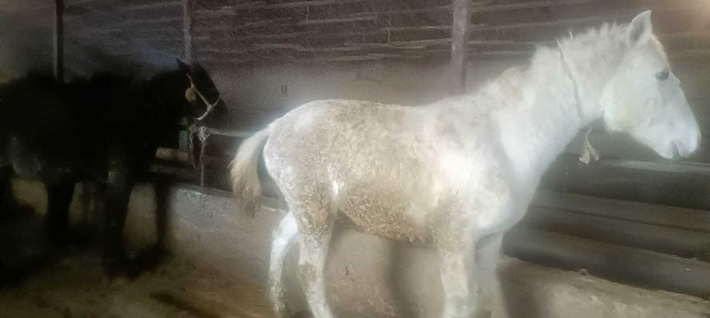 Жылқы сатылады. Продам лошадь