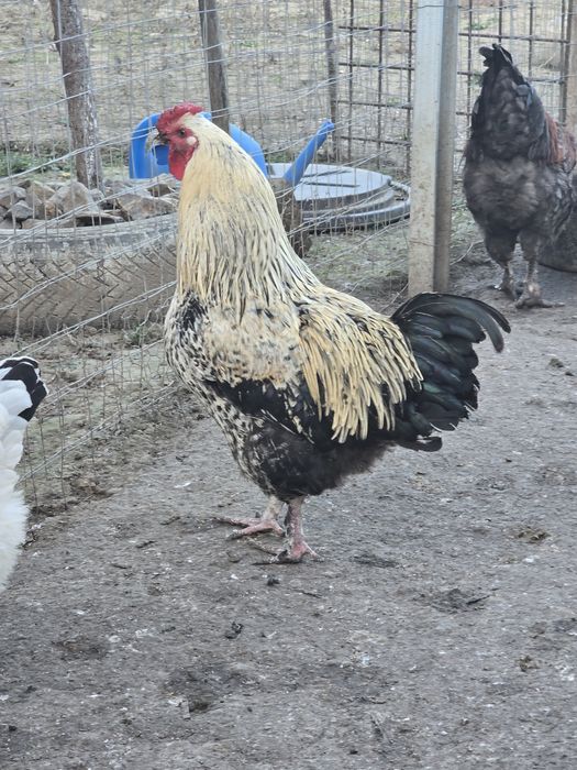 Cocosi de vanzare. Bio.