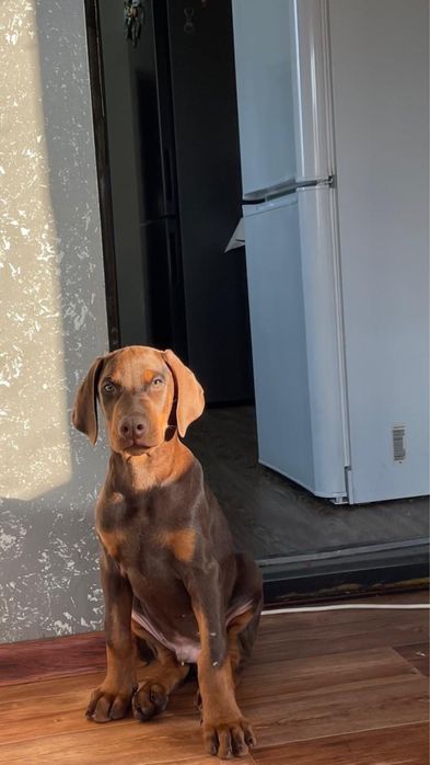 Продам щенков добермана