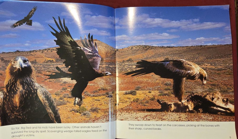 Кенгуруто. Фото-разказ / Living With the Mob