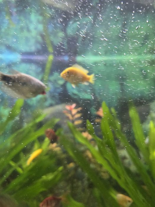 Продам красивых цихло Елоу