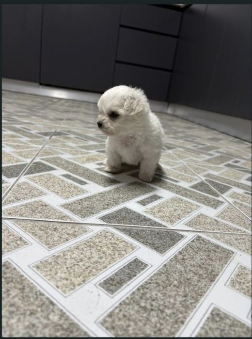 Catei bishon maltez mini toy