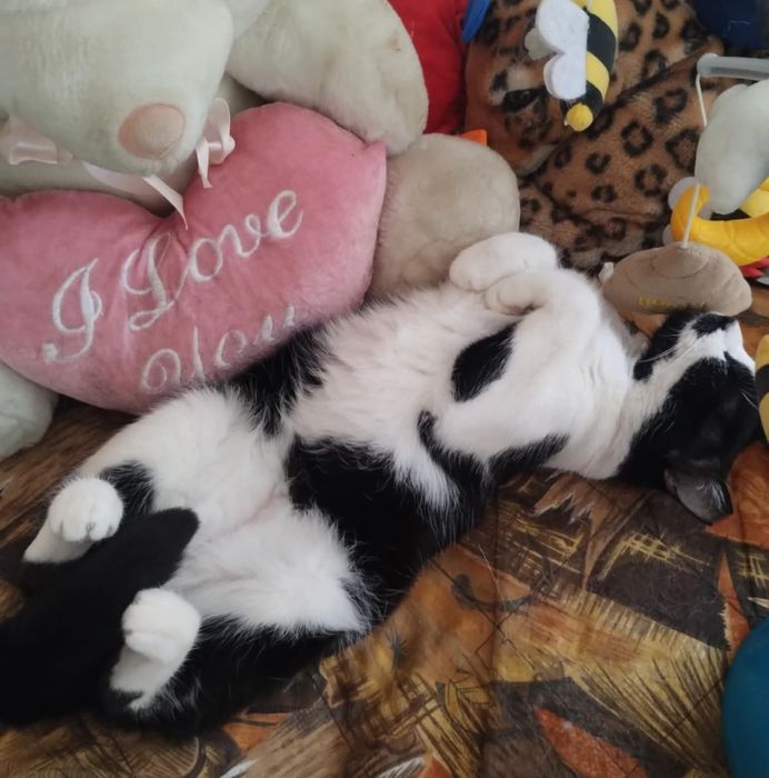 Гальовна писана търси дом