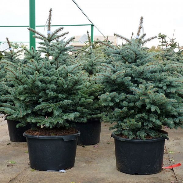 Услуга садовник всех направление зелёным сфере