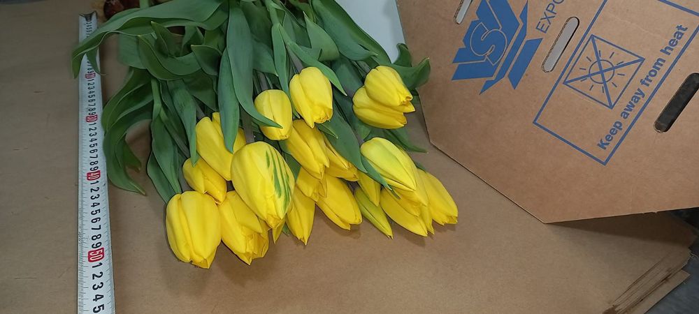 Тюльпаны оптом цветы