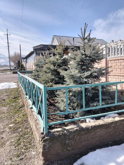 Голубая ель 4 штуки