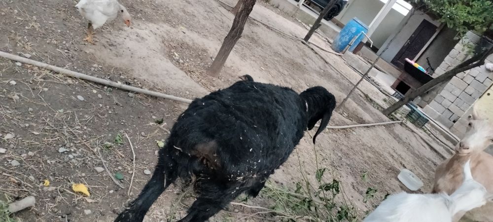 Қозы гиссар, ярка,