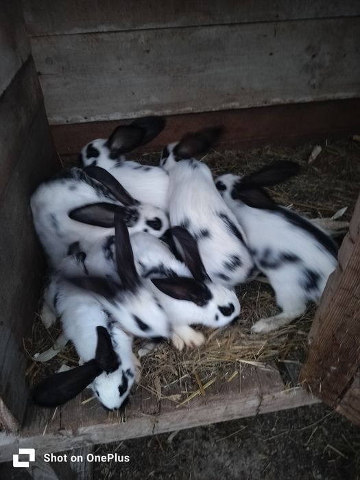 Iepurași de vânzare
Pui și maturi