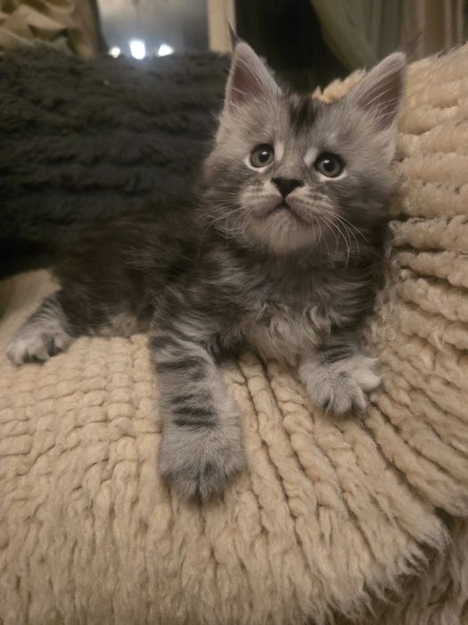 Чистокръвни Котенца Мейн Куун