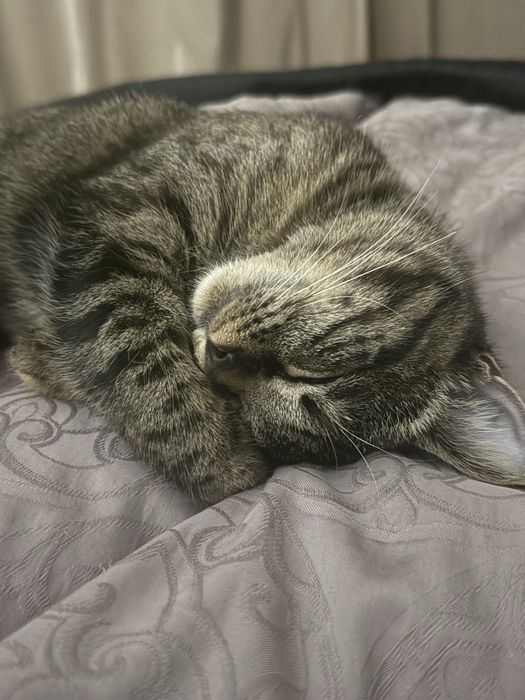 Кошка 10 месяцев