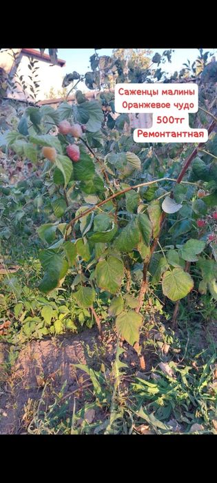 Продам саженцы малины