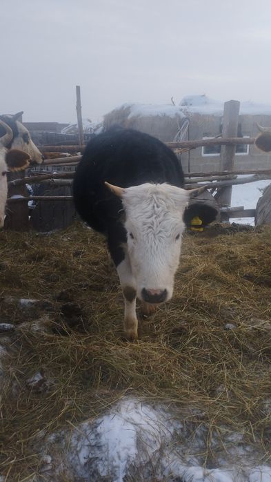 КРС. Первотелка стальная.