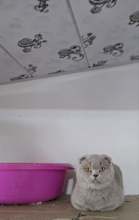 Шотландский фолд лиловый девичка хомиладор