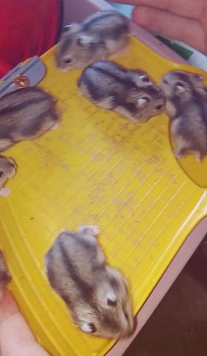 Vând pui de hamster pitic