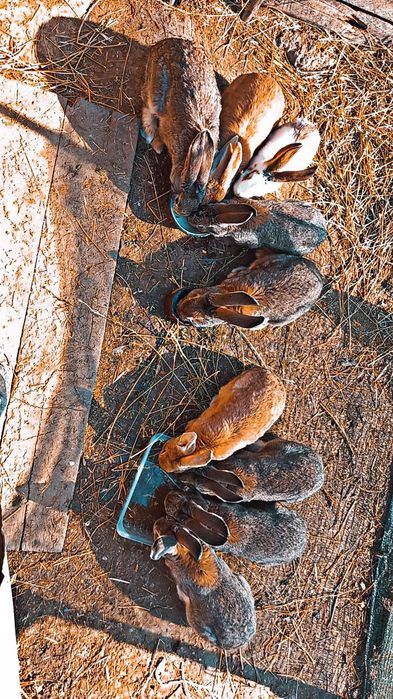 Vând iepuri de casă