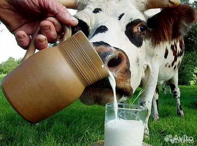 Қолдың сүті, Домашное молоко