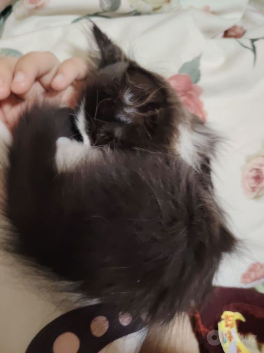 Срочно котёнок в добрые руки.
