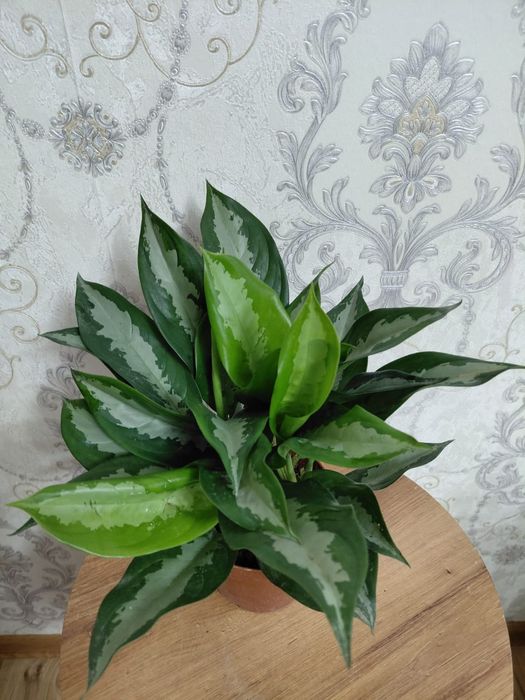 Комнатные растения