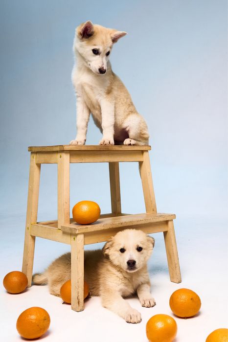 Щенки 3 месяца, привиты, в семью