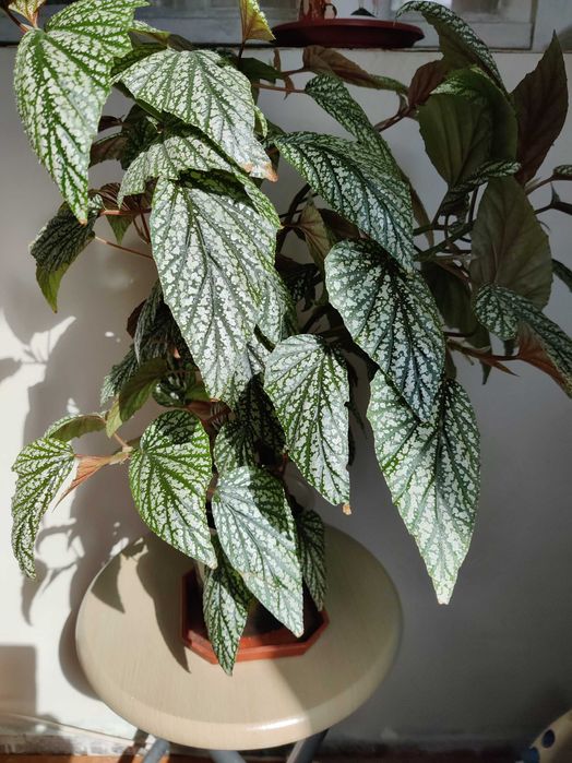 Продавам цветя бегонии Тамая - големи